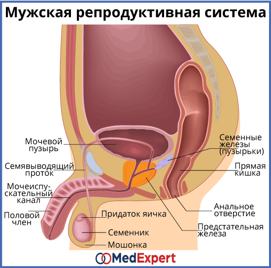 Обструкция семявыводящих путей; Лечение непроходимости семявыносящих путей